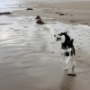 1504344993_Husky en la playa