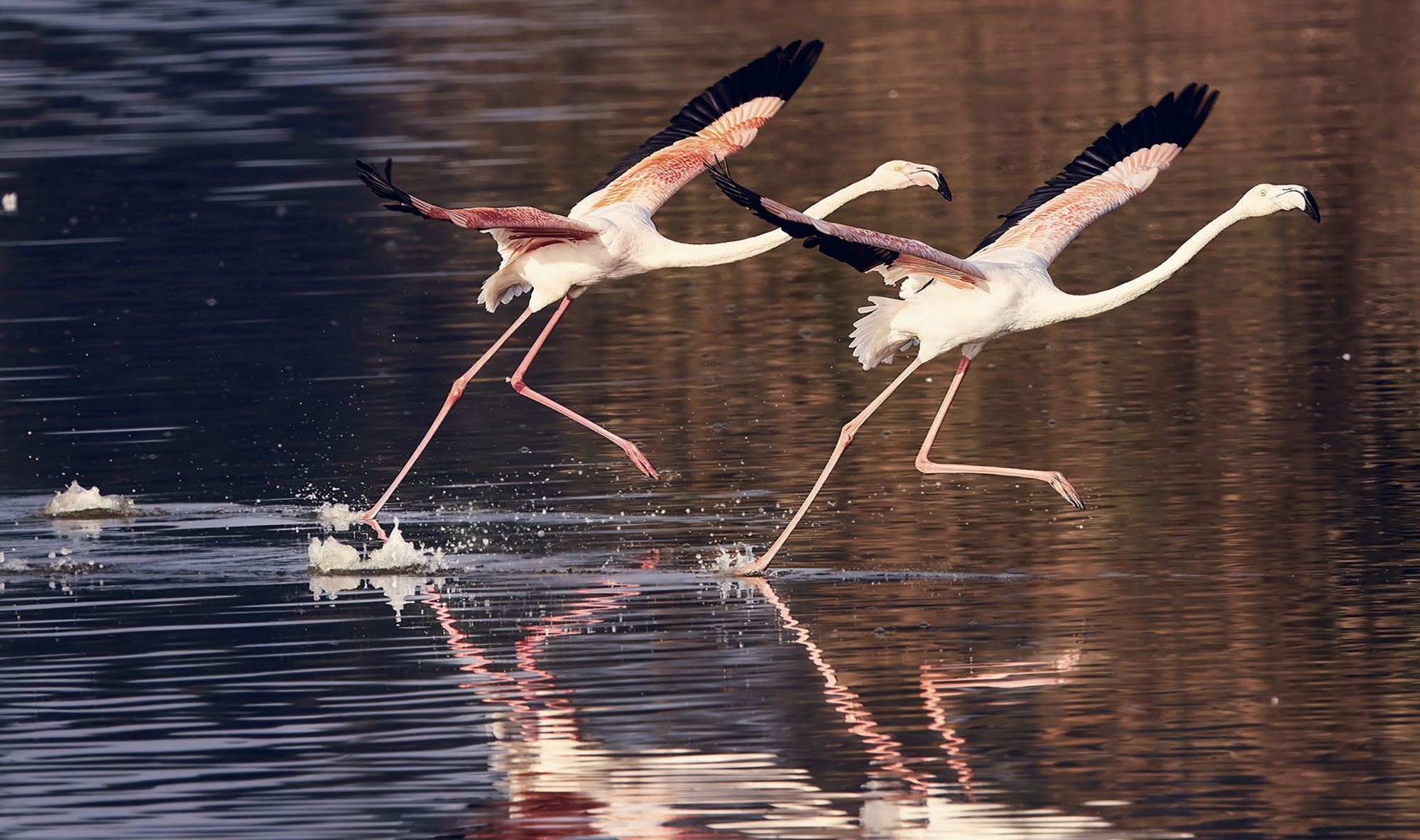 1717086255_2FLAMENCOS