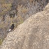 1719097618_Black Wheateater 2