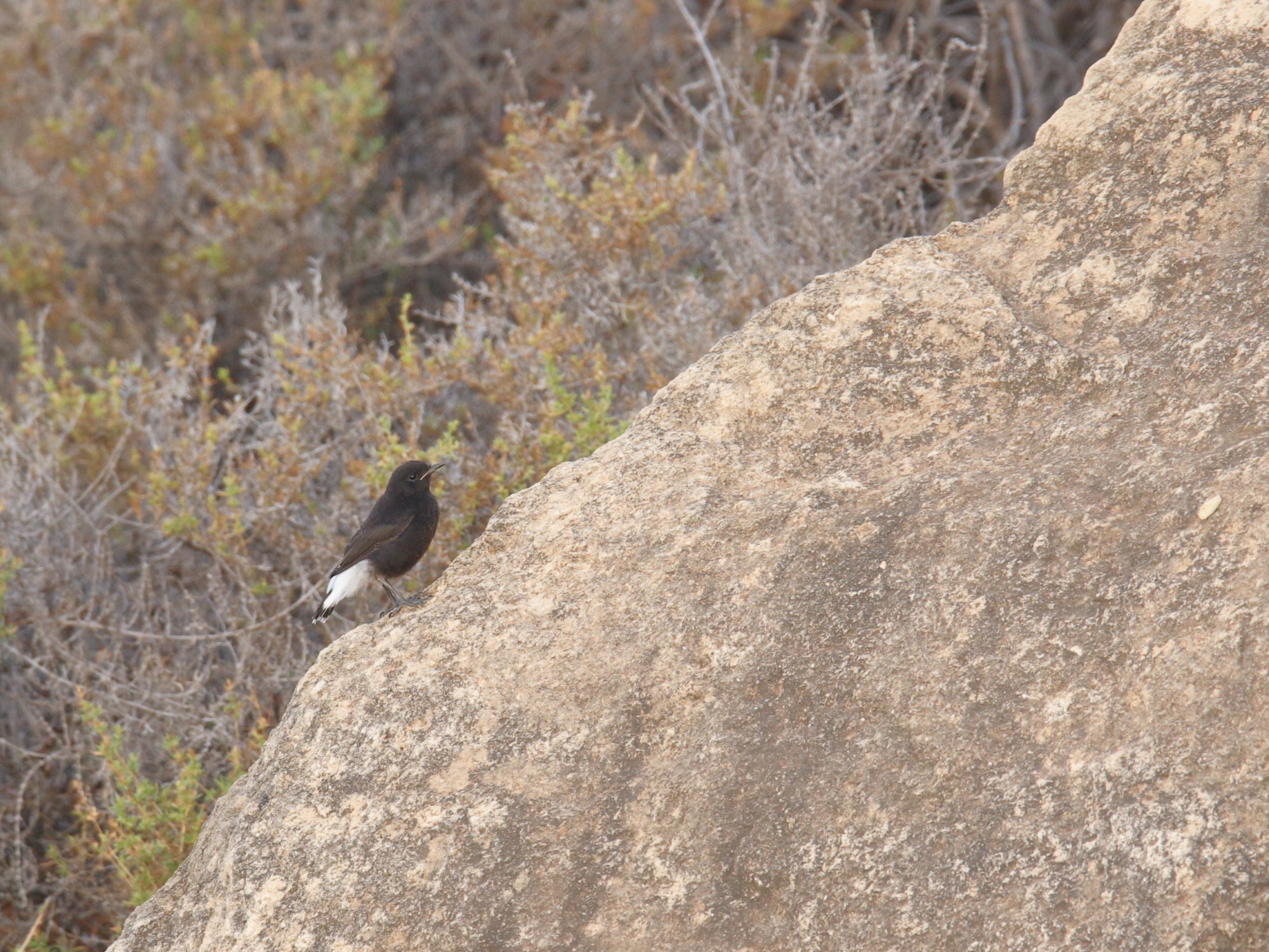 1719097618_Black Wheateater 2