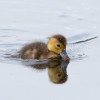 1719308652_patito pequeño 2000