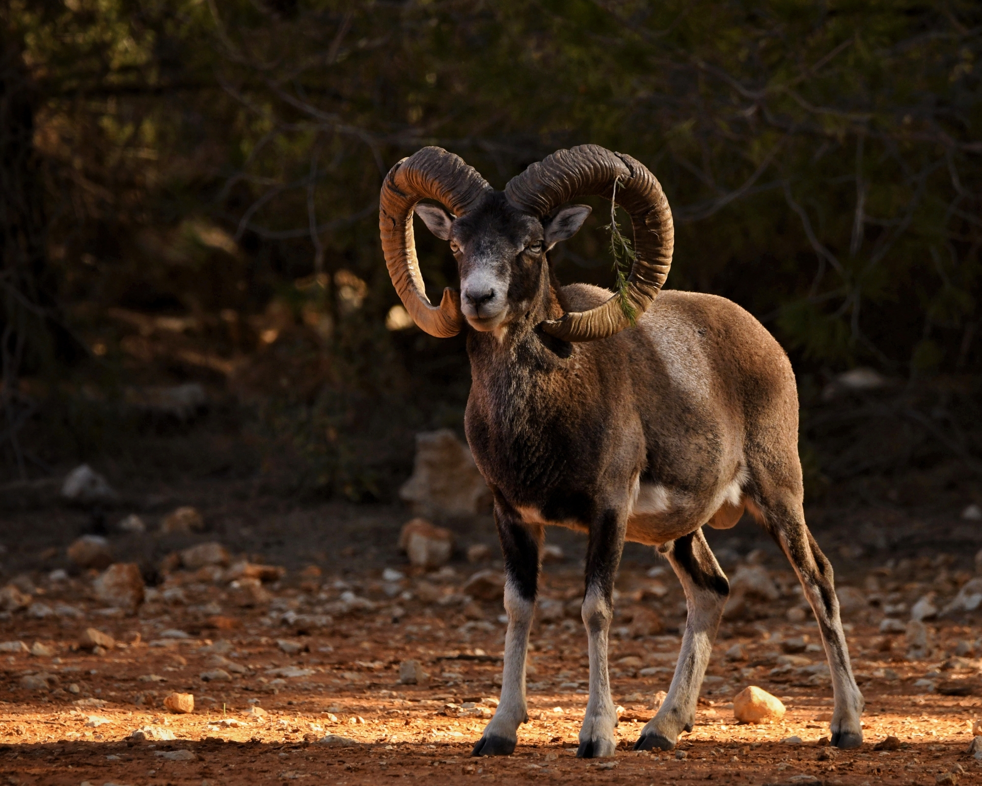 1719334353_Macho Ovis orientalis musimon