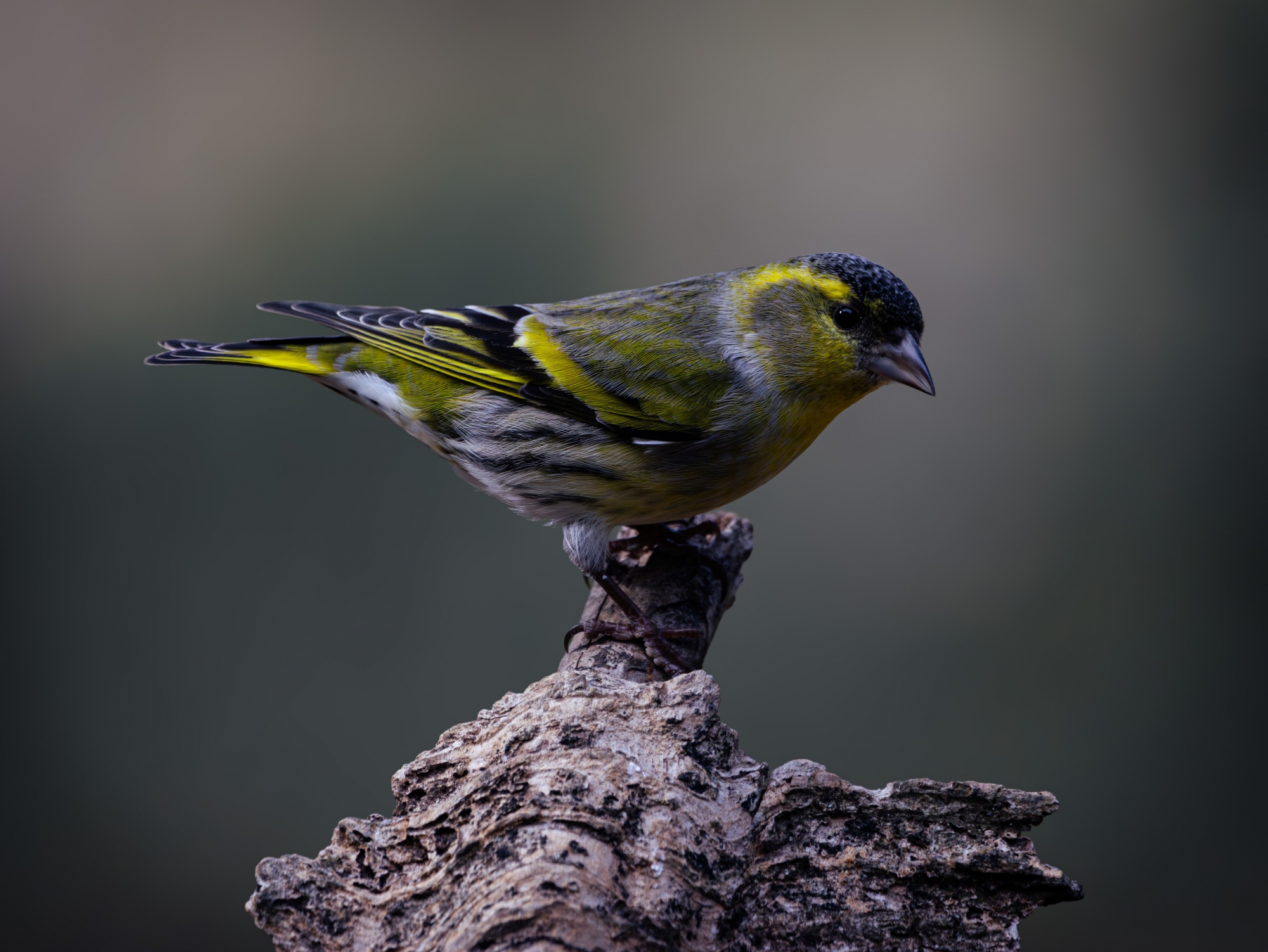 1719401195__DSC0961-Mejorado-NR