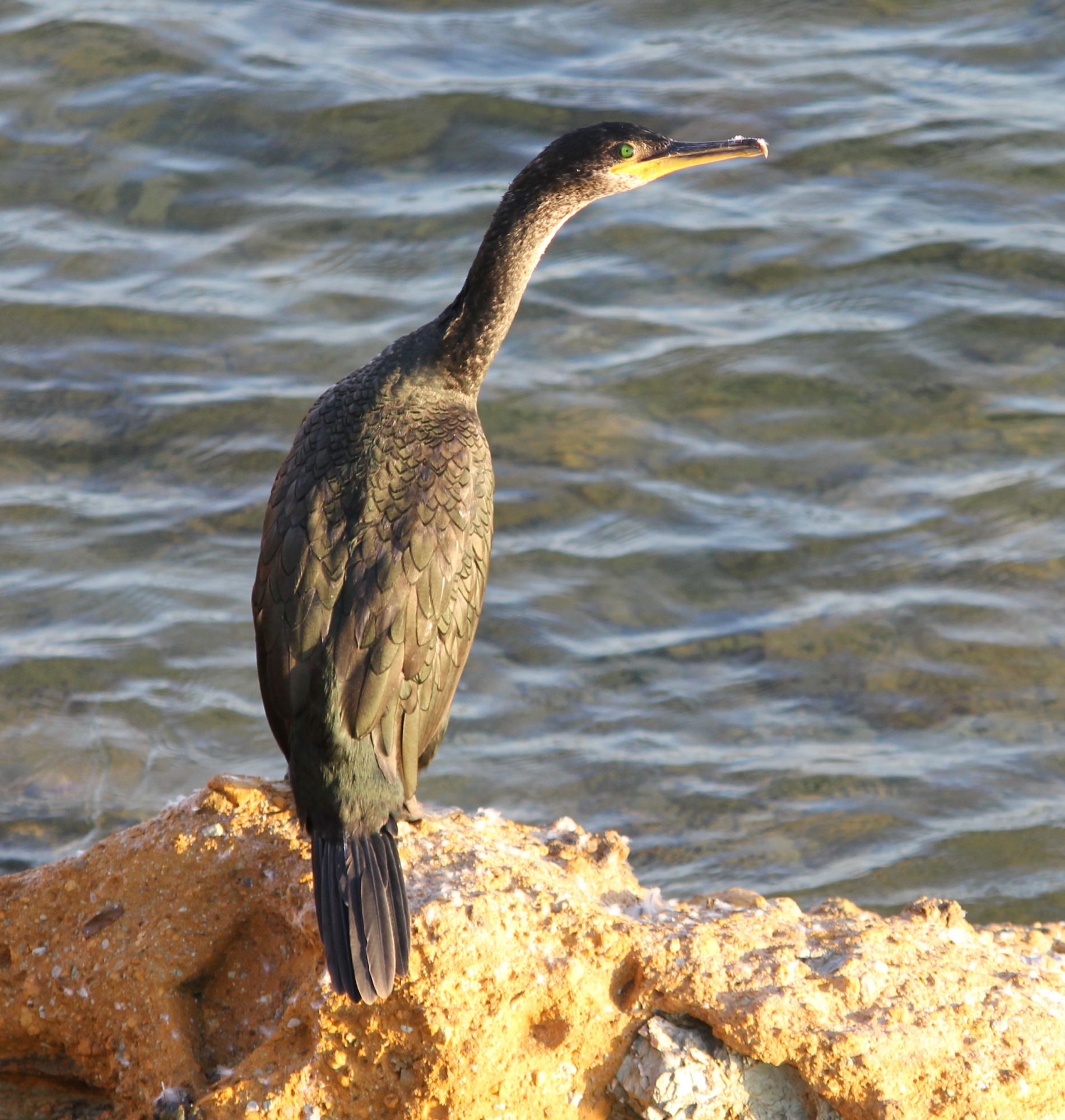 1719486043_Cormorán (2)