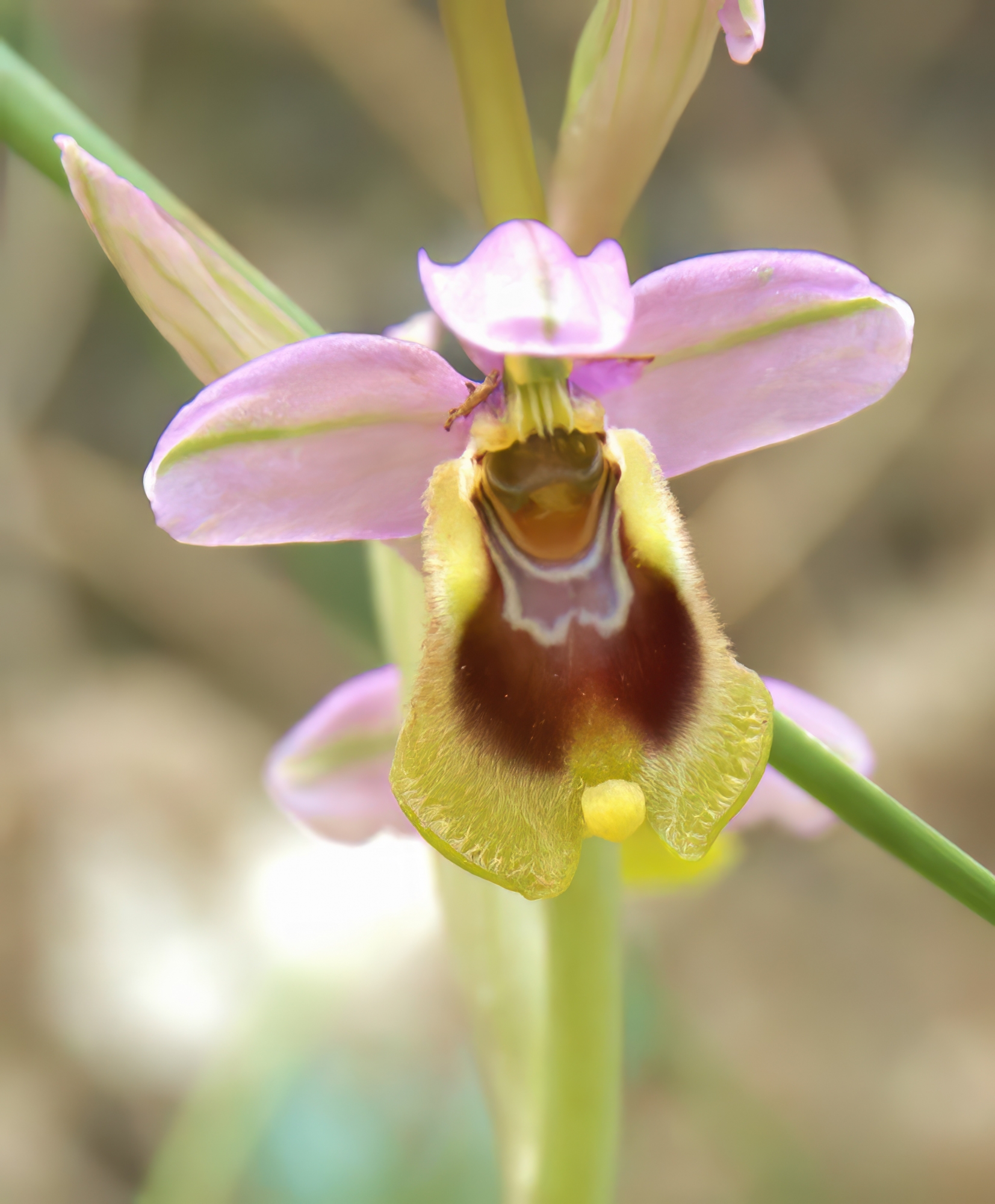 1719695655_Bijenorchis (6)