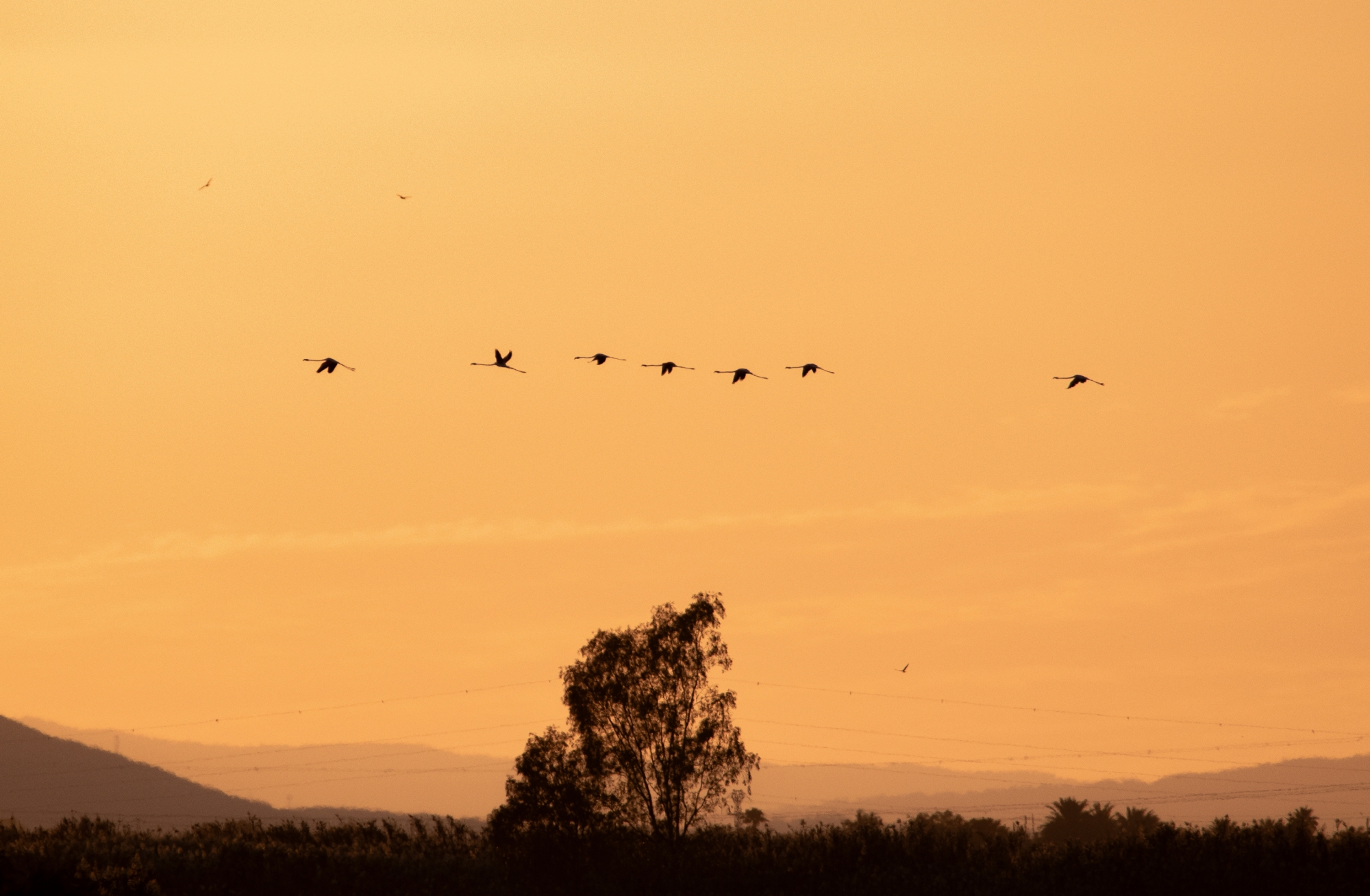 1719738419_Flamencos al atardecer