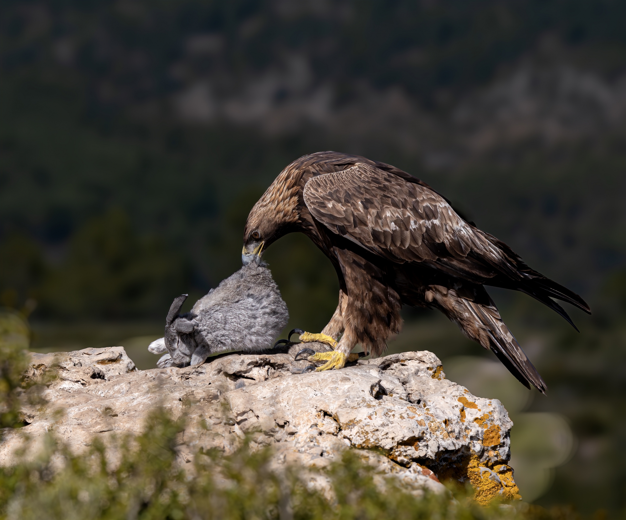 1718044780_aguila real comiendo