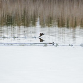 1739208188_Carreras sobre el agua