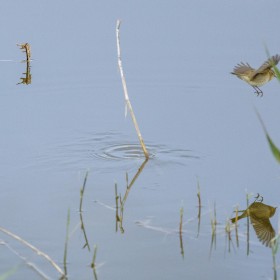 1739208370_El agua como espejo 1