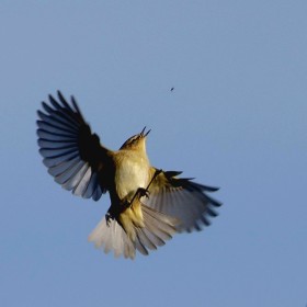 1739917759_MOSQUITERO2