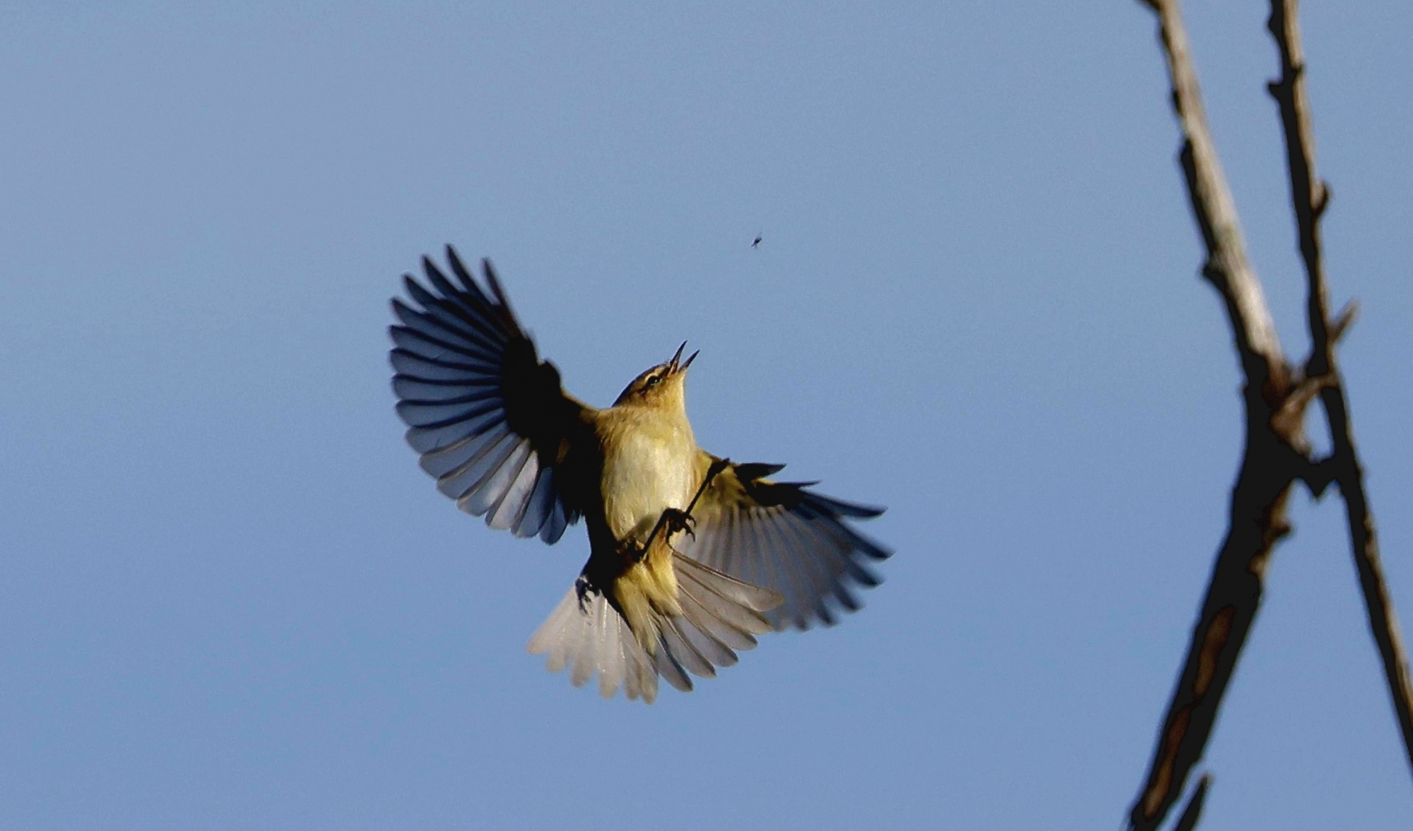 1739917759_MOSQUITERO2