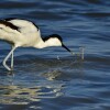 1744997387_avoceta