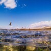 1745347079_2024-09-11-gaviotas-islatabarca