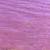 1745403690_LAGUNA ROSA 1