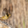 1745687590_2024-12-20-el-hondo-despegue-mosquitero-comun