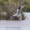 1746360175_Volando voy