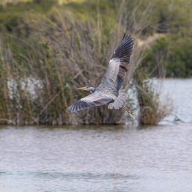 1746360175_Volando voy