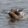 1746739489_0DS_1950-Mejorado-NR-2-4