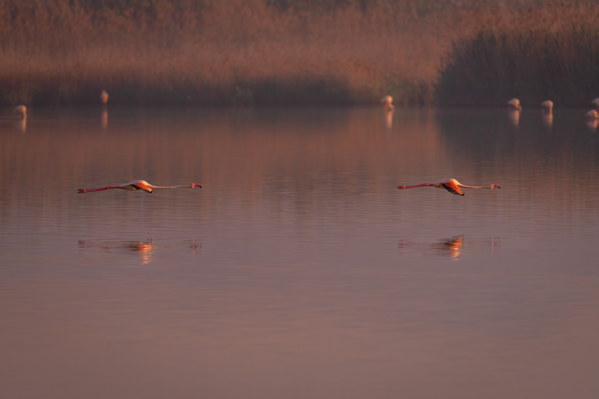 1747075129__DSC3390-1