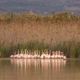 1747156025_Danza de flamencos