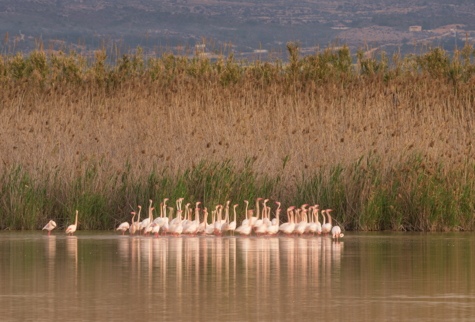 1747156025_Danza de flamencos