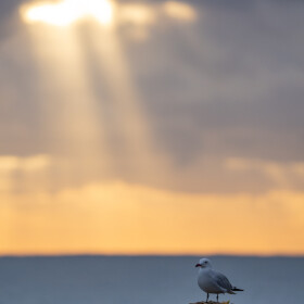 1747156512_gaviota de Audouin amanecer_