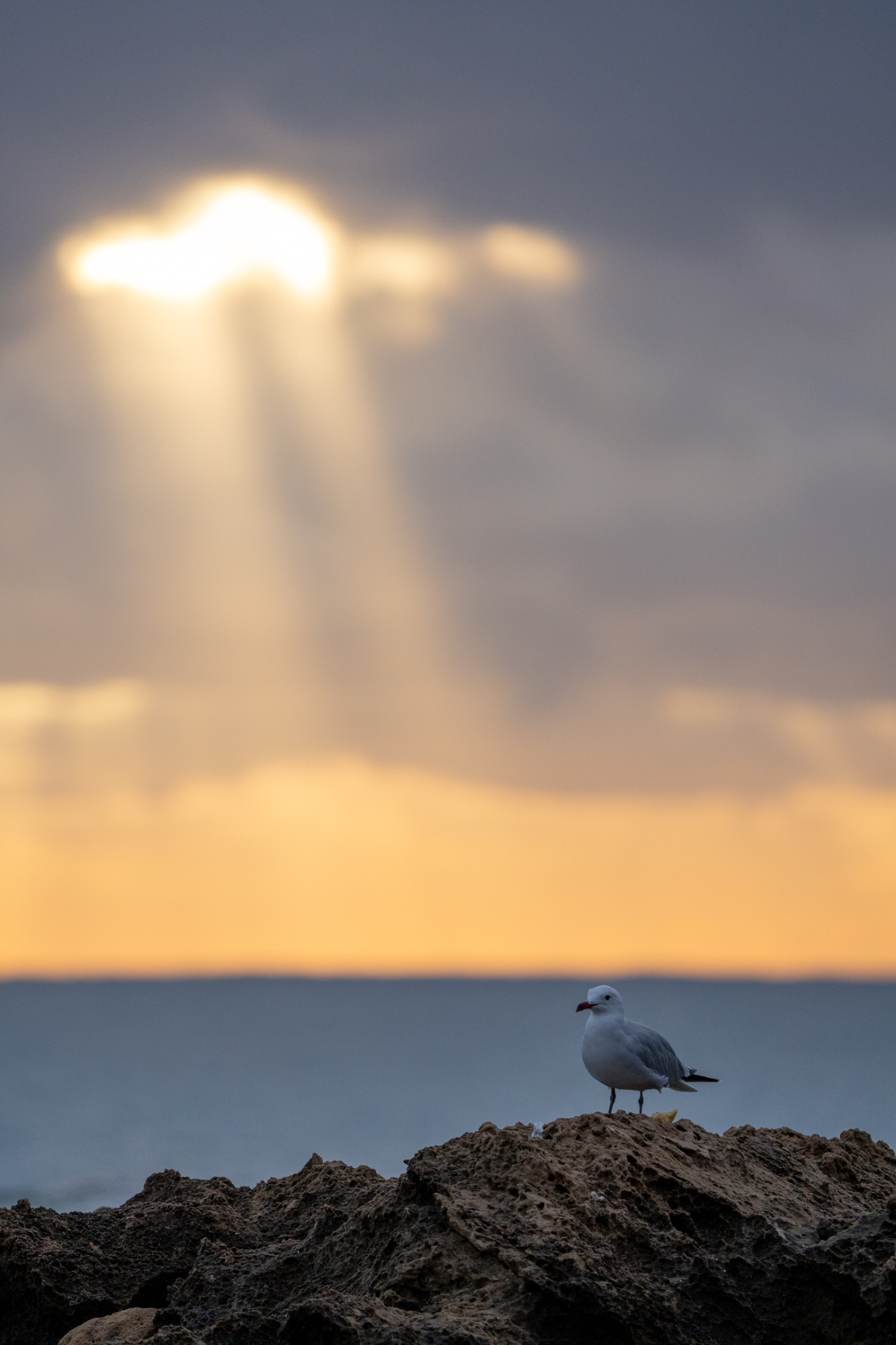 1747156512_gaviota de Audouin amanecer_