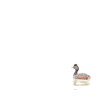 1747157953_zampullin cuellinegro clave alta-2