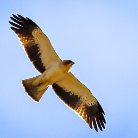 1747412066_2024-11-20-aguila-calzada-clot-de-galvany