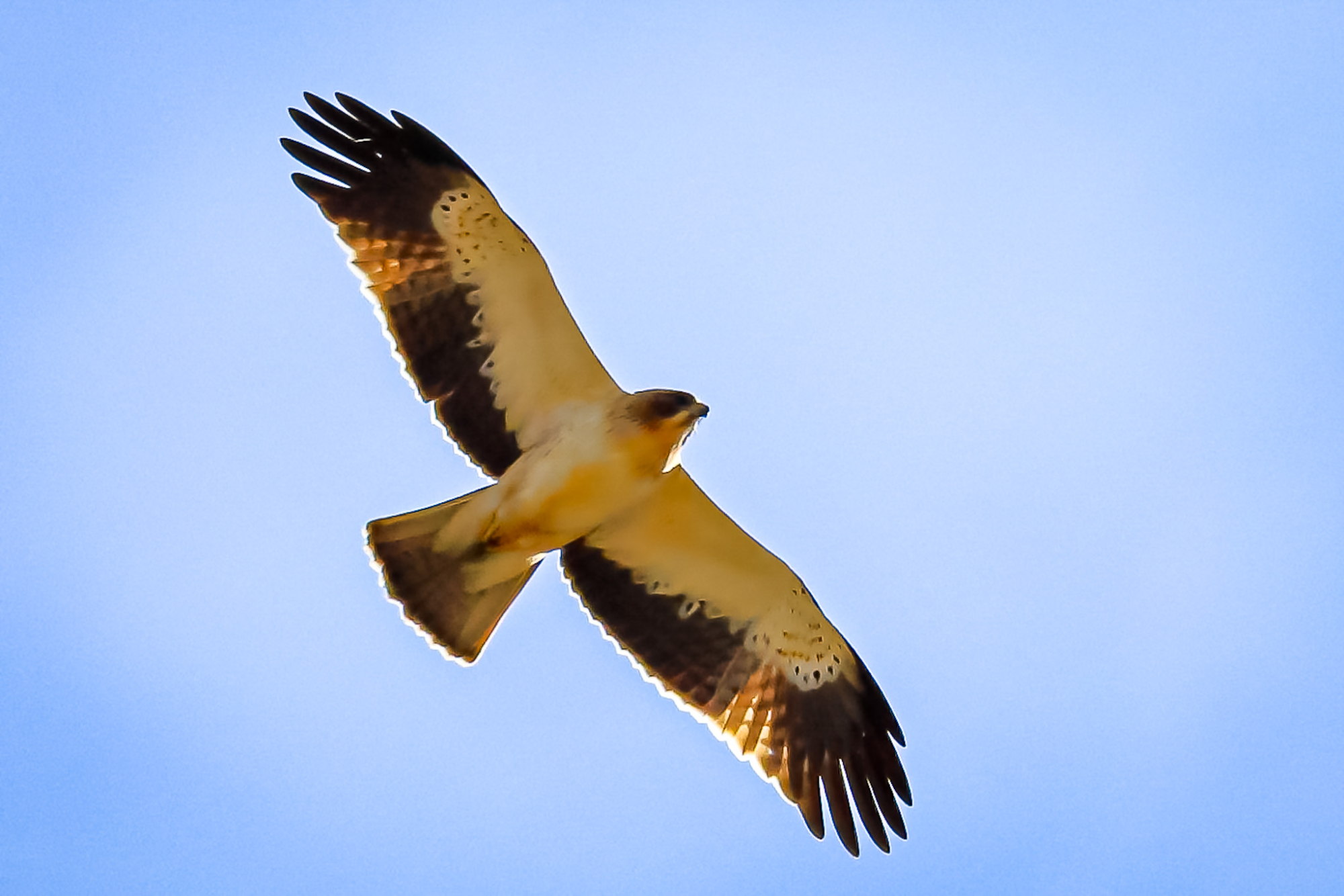 1747412066_2024-11-20-aguila-calzada-clot-de-galvany