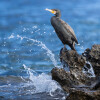 1747420656_CORMORAN10