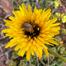 1747421428_2025-04-26-Paratriodonta alicantina-PN-La-Mata