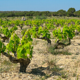1747422317_2025-04-26-viñedos-PN-La-Mata
