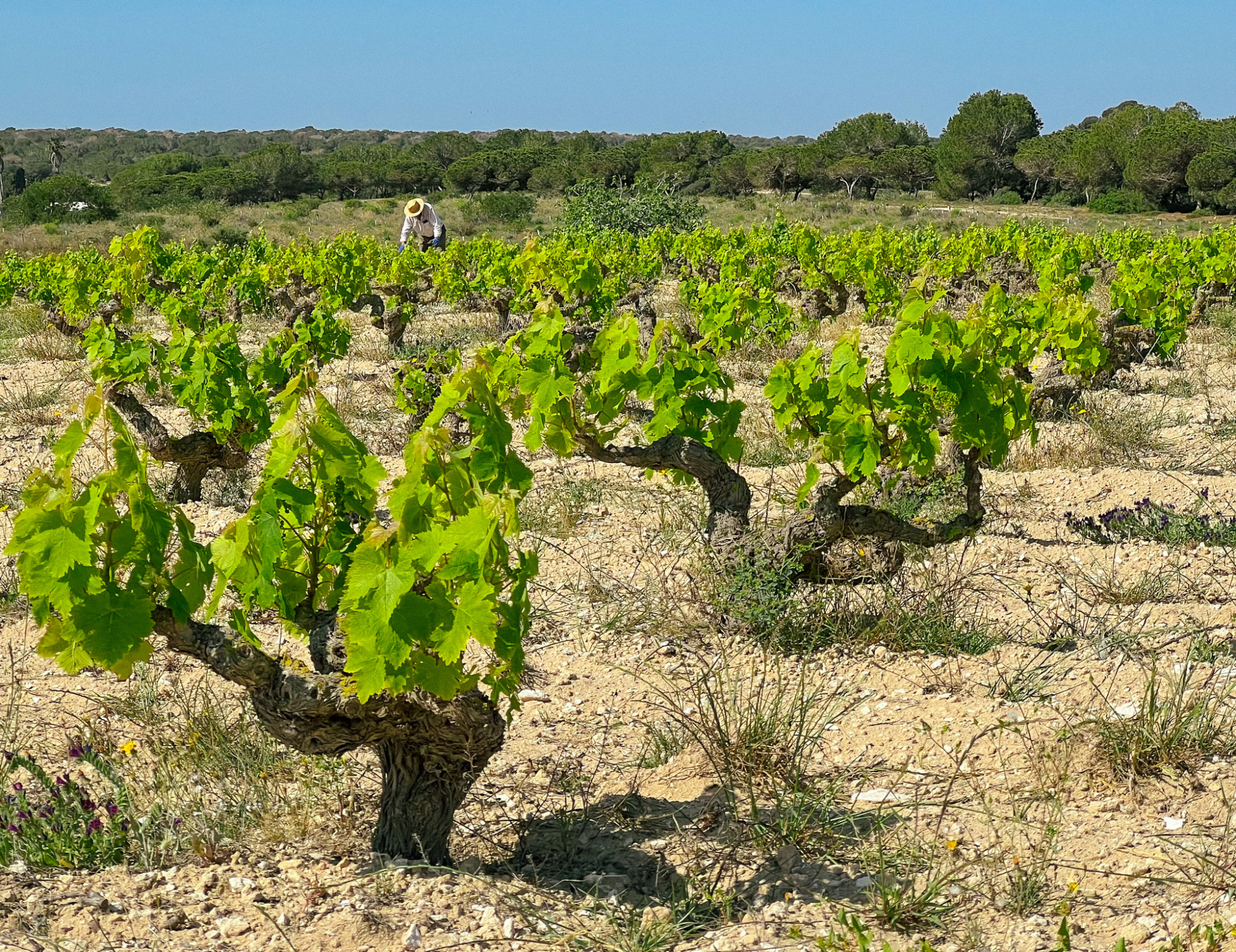 1747422317_2025-04-26-viñedos-PN-La-Mata