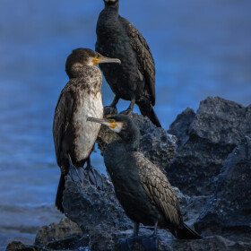 1747505982_CORMORAN4