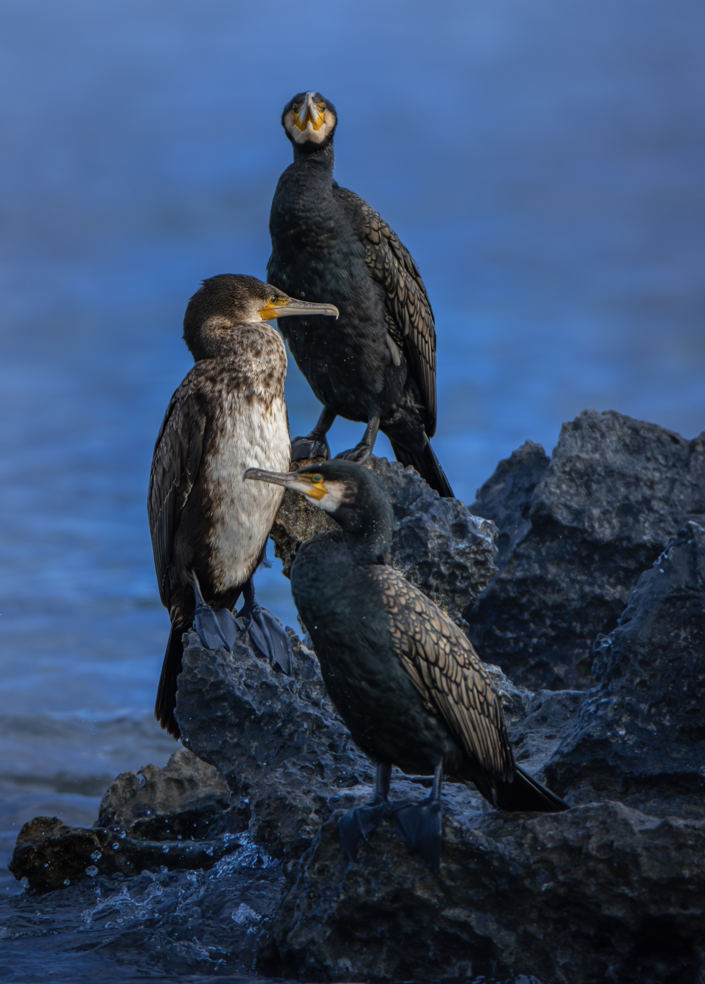 1747505982_CORMORAN4